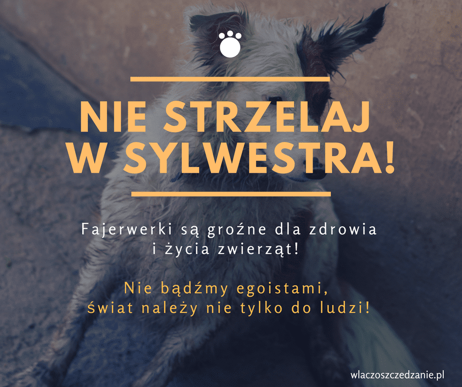 Kilka prostych porad jak pomóc zwierzętom przetrwać noc sylwestrową