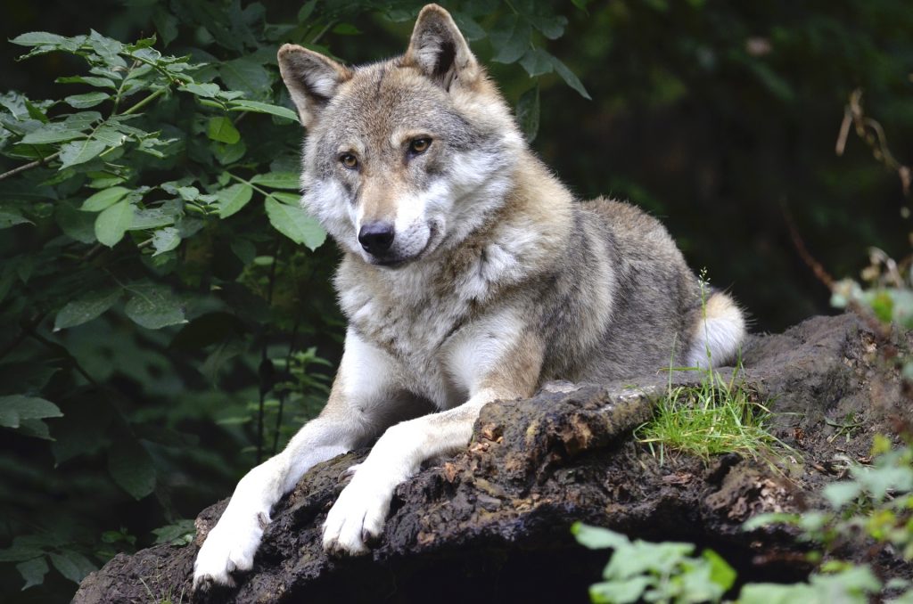 Konflikty człowieka z dużymi gatunkami zwierząt mają miejsce, ale można starać się je łagodzić
