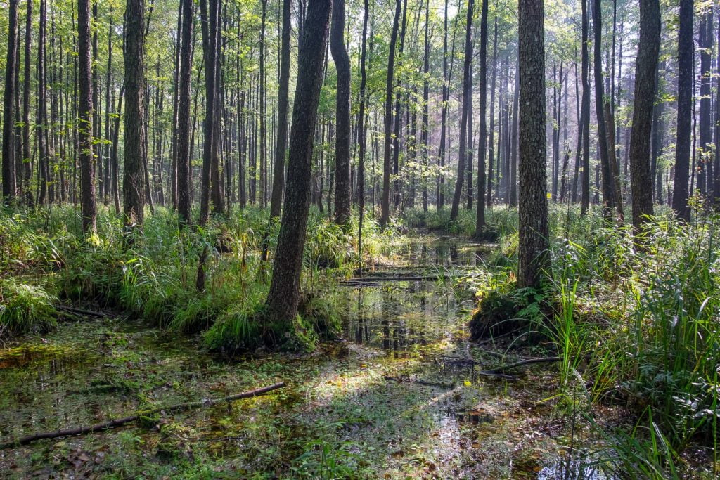 Puszczy Białowieska posiada ogromne wartości przyrodniczej. Może być określana lasem starożytnym