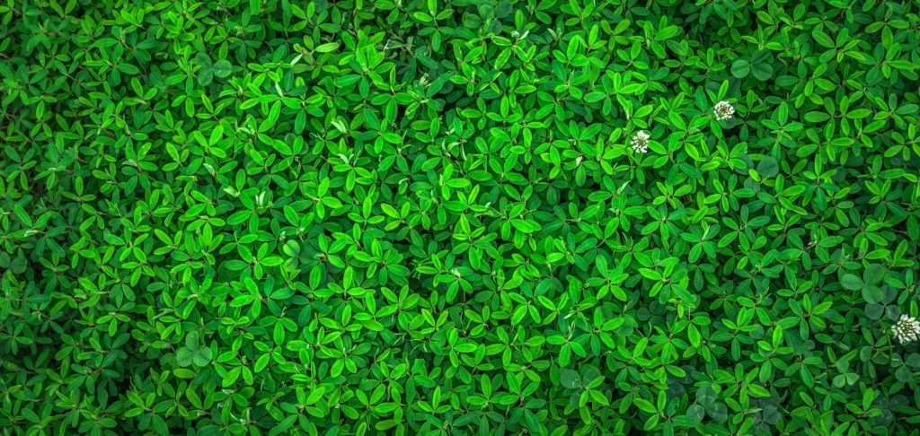Lifestyles of Health and Sustainability (LOHAS)