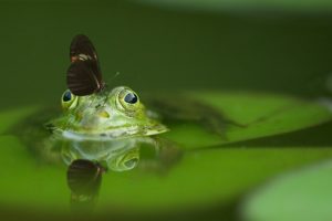 Świadomy konsument szybko rozpozna greenwashing