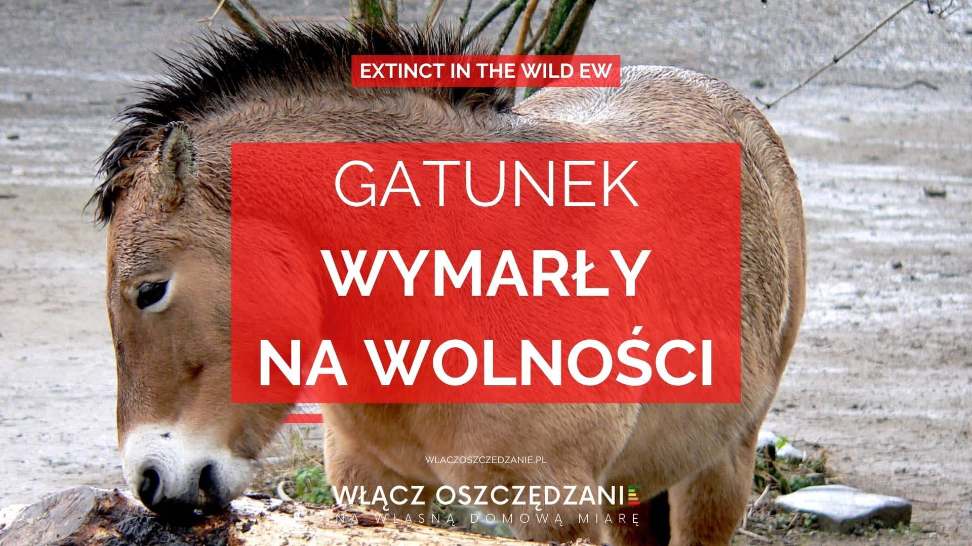 gatunek-wymar-y-na-wolno-ci-extinct-in-the-wild-ew-w-cz-oszcz-dzanie